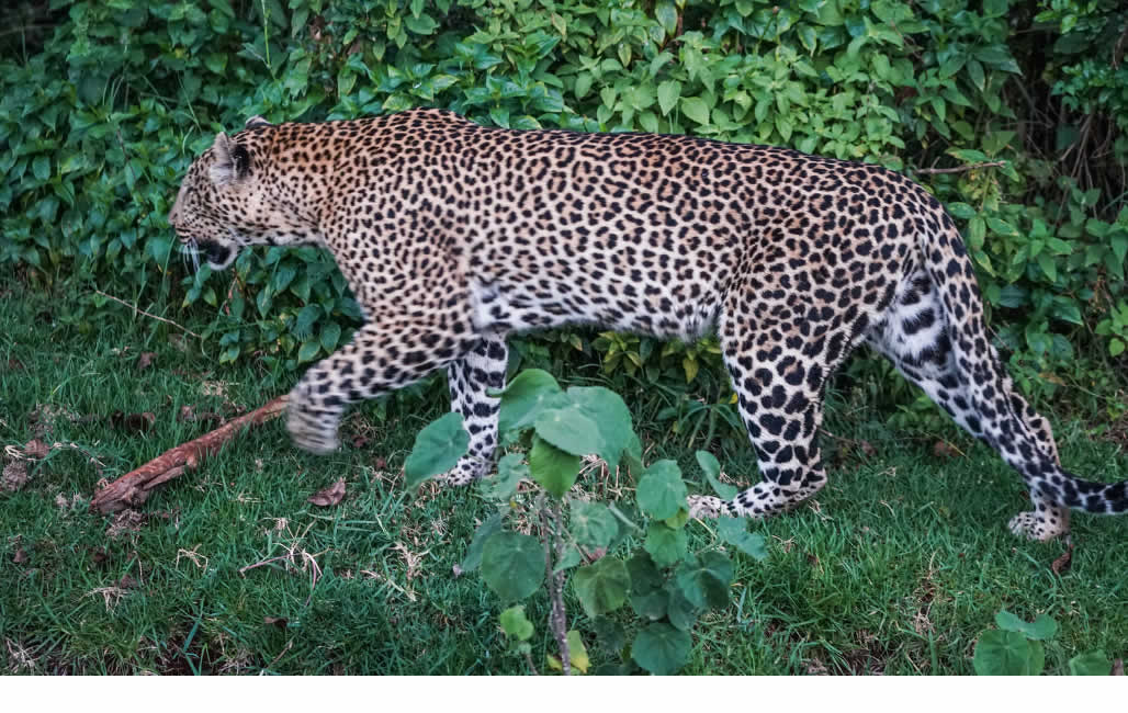 aberdare forest leopard