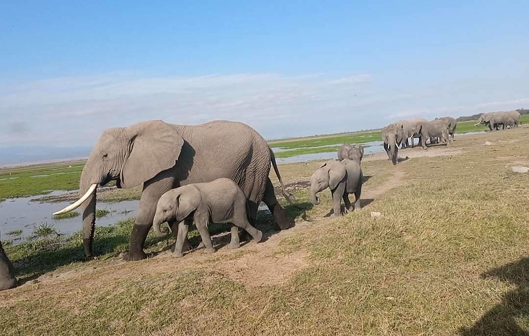 One of Amboseli Elephant families