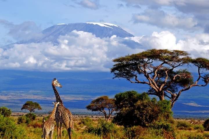 Kilimanjaro View from Amboseli