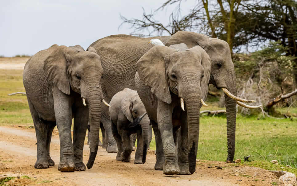 amboseli elephants