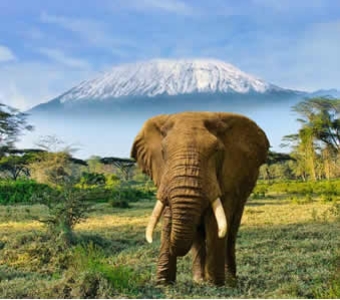 7-Day 6 Nights, Amboseli, Lake Elementaita, Mara Safari