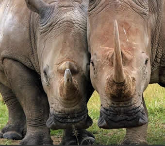 11-Day Samburu, Ol Pejeta, Ark, Nakuru, Mara, Naivasha