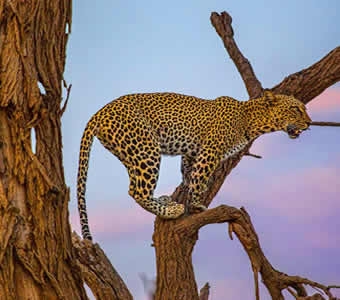  9-Day Kenya Safari - Samburu, Ol Pejeta, Naivasha, Mara